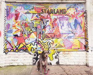 Image post by @thesavannahwolfhound on Instagram