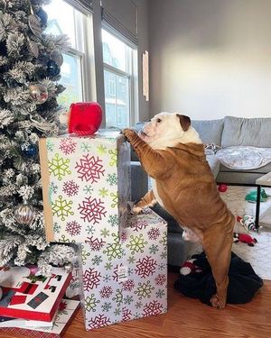 Image post by @evolvepetfood on Instagram