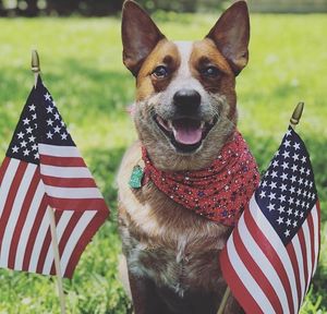 Image post by @evolvepetfood on Instagram