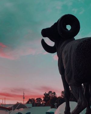 Image post by @borregostec on Instagram
