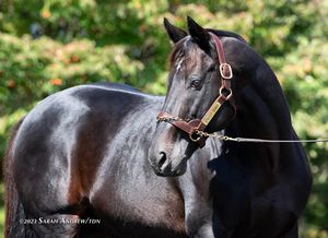 Image post by @thoroughbred_daily_news on Instagram