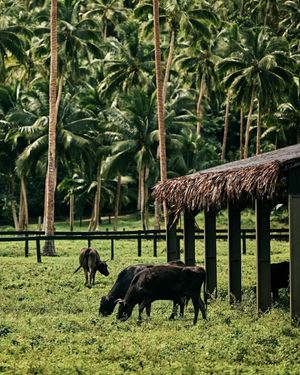 Image post by @comohotels on Instagram