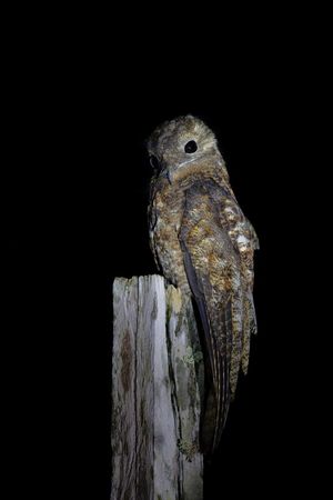 Image post by @Discovery on Twitter