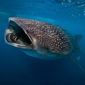 Image post by @animalplanet on Instagram