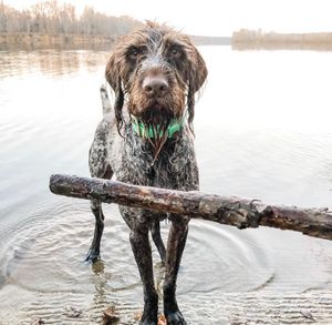 Image post by @triumphpetfood on Instagram