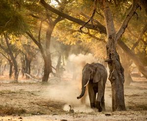 Image post by @chiawasafaris on Instagram