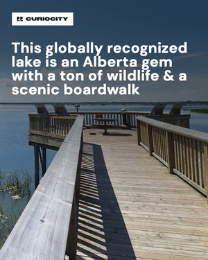 Image post by @curiocitycalgary on Instagram