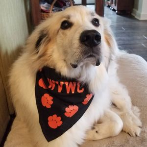 Image post by @wvwc_vb on Instagram