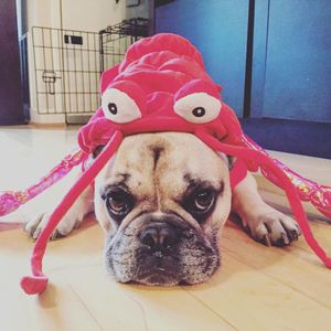 Image post by @animalplanet on Instagram
