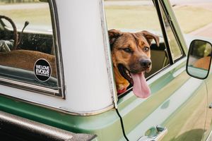 Image post by @evolvepetfood on Instagram