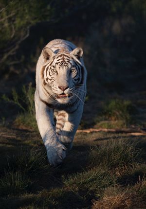 Image post by @Discovery on Twitter