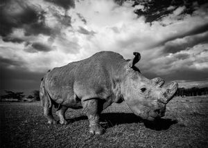 Image post by @animalplanet on Instagram