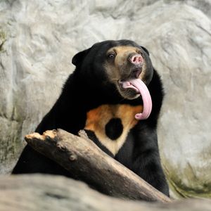 Image post by @animalplanet on Instagram