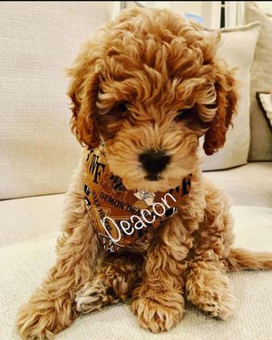 Image post by @wfuniversity on Instagram