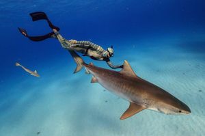 Image post by @animalplanet on Instagram