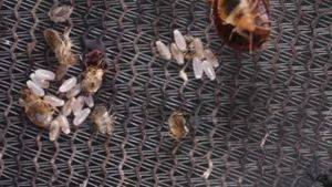 Video post by @bugbustersusa on Facebook