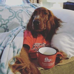Image post by @shippensburgu on Instagram