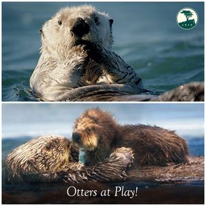 Image post by @pebblebeachresorts on Instagram