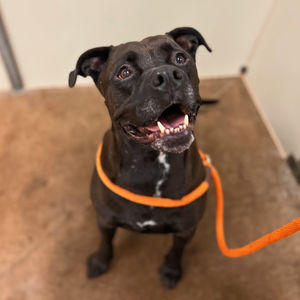 Image post by @spokhumanesoc on Instagram