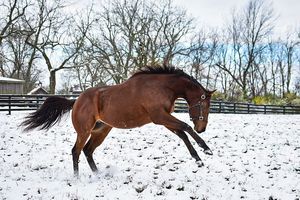 Image post by @myracehorse_ on Instagram