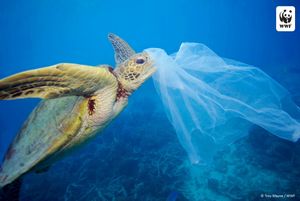 Image post by @wsloneocean on Instagram