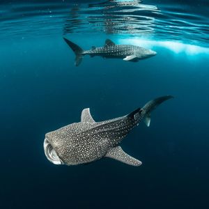 Image post by @discovery on Instagram