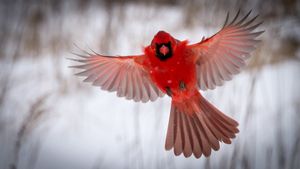 Image post by @AnimalPlanet on Twitter