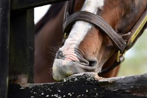Image post by @spendthriftfarm on Instagram