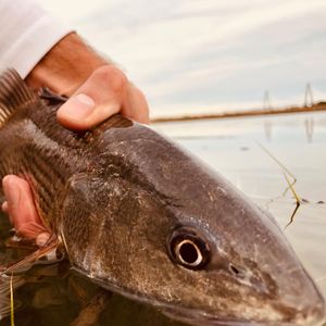 Image post by @toadfishoutfitters on Instagram
