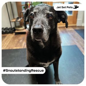 Image post by @jetsetpets on Instagram