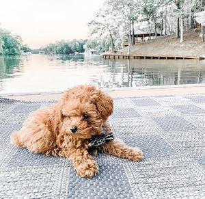 Image post by @evolvepetfood on Instagram