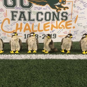 Image post by @fsu_falcons on Instagram