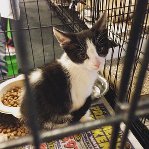 Image post by @animalplanet on Instagram