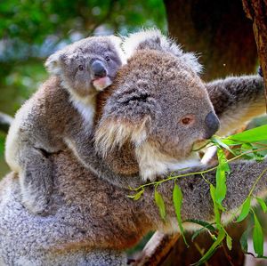 Image post by @animalplanet on Instagram