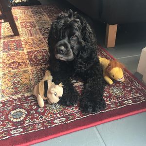 Image post by @yourfuzzy on Instagram