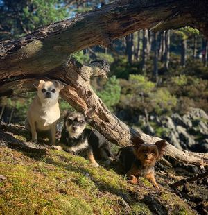 Image post by @carolinedame on Instagram