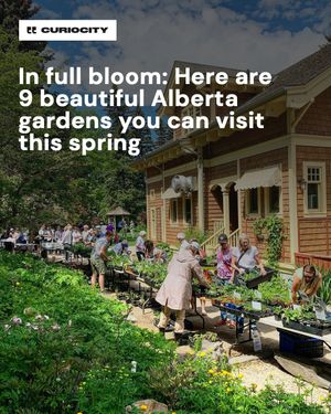 Image post by @curiocitycalgary on Instagram