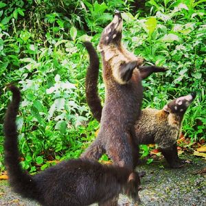 Image post by @animalplanet on Instagram