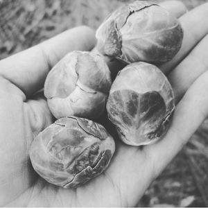 Image post by @bonnieplants on Instagram