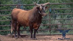 Video post by @pbr on YouTube