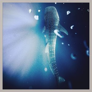 Image post by @discovery on Instagram