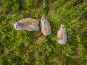 Image post by @Discovery on Twitter