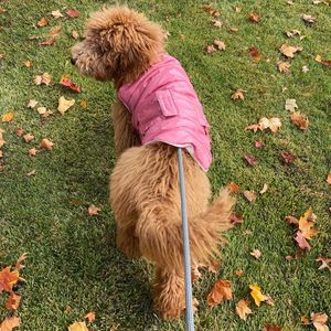 Image post by @pupcorntreats on Instagram
