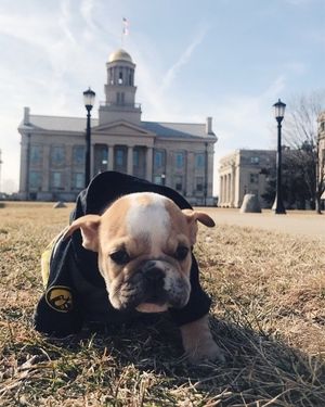 Image post by @iowaadmissions on Instagram