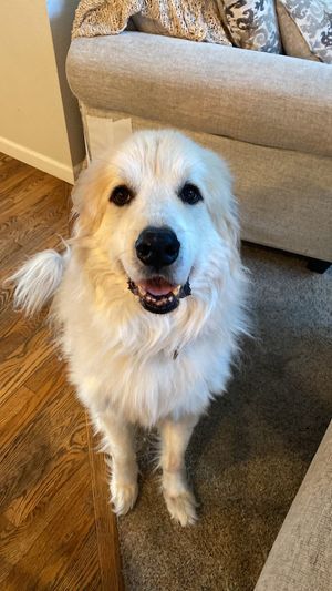 Image post by @DiamondPetFood on Twitter