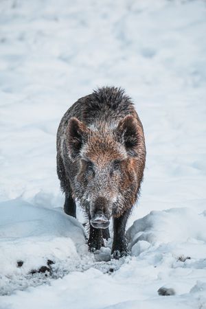 Image post by @Discovery on Twitter