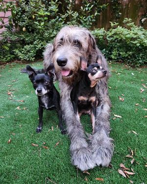 Image post by @thesavannahwolfhound on Instagram