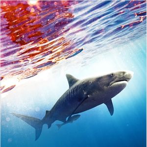Image post by @discovery on Instagram