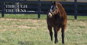 Image post by @thebloodhorse on Instagram