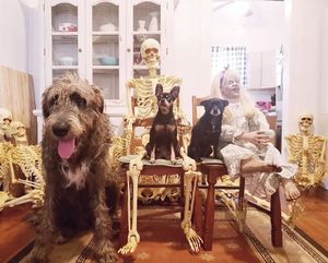 Image post by @thesavannahwolfhound on Instagram